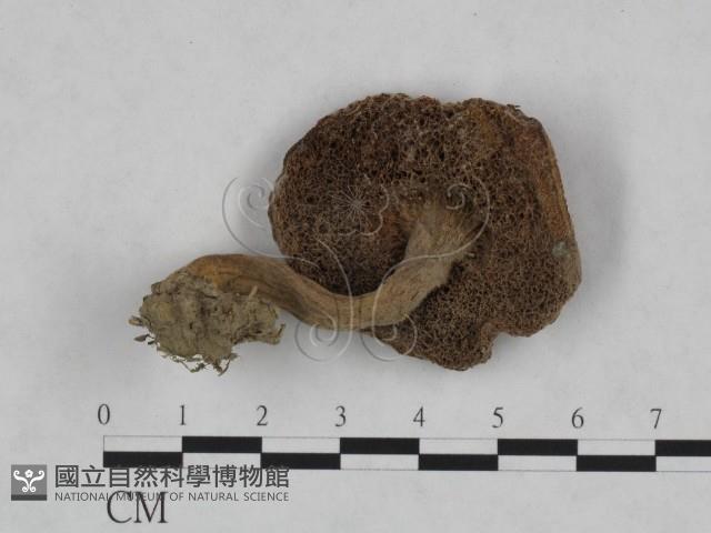 登錄號:F0023454藏品圖，第1張
