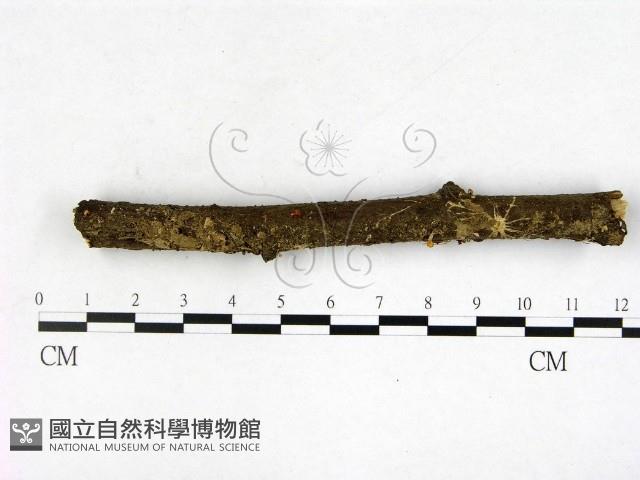 登錄號:F0003454藏品圖，第1張