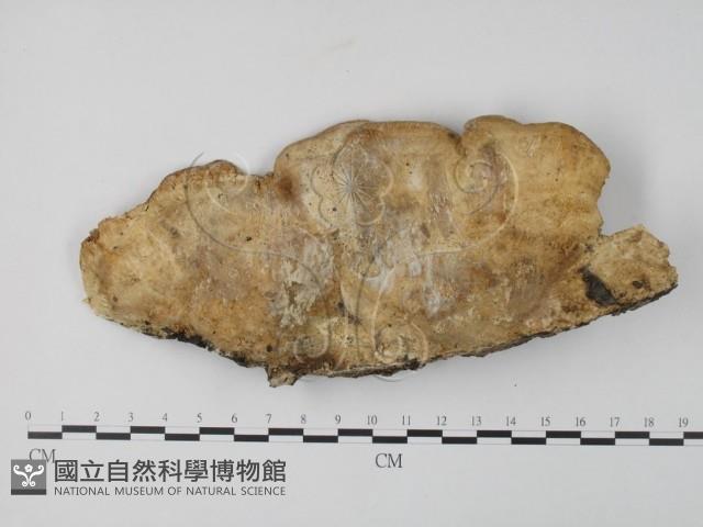 栓菌屬藏品圖，第1張