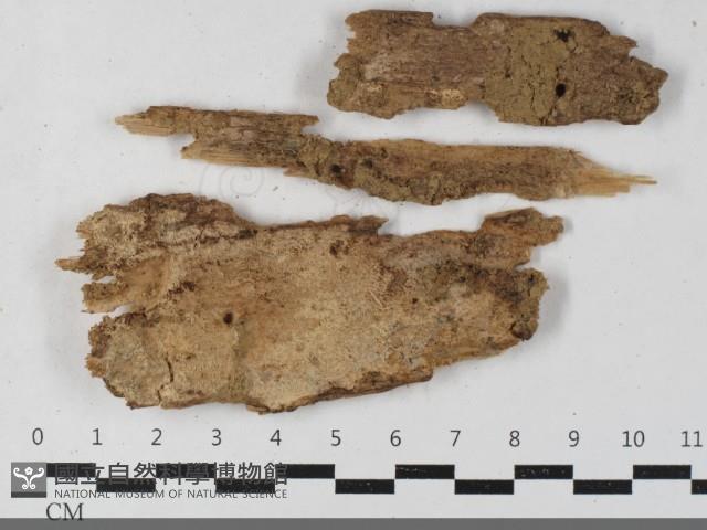 絲皮菌屬藏品圖，第1張