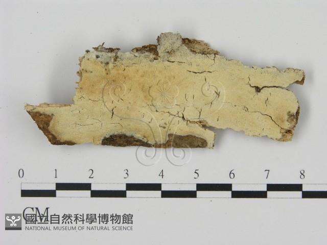 登錄號:F0008754藏品圖，第1張