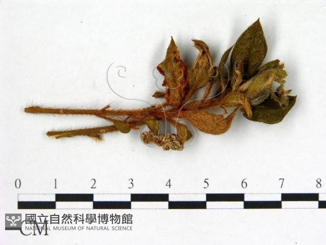 登錄號:F0020754藏品圖，第1張