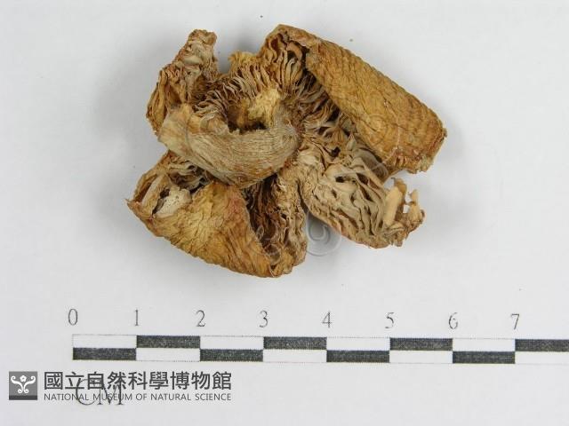 登錄號:F0010754藏品圖，第1張