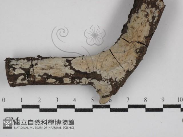 刺皮菌屬藏品圖，第1張