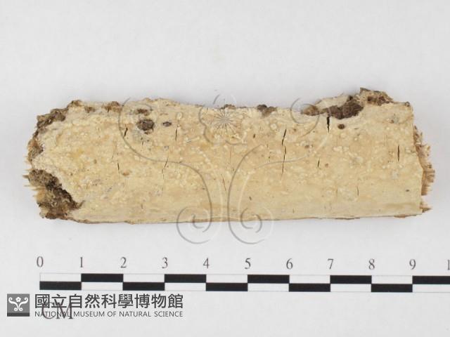 顯絲菌屬藏品圖，第1張