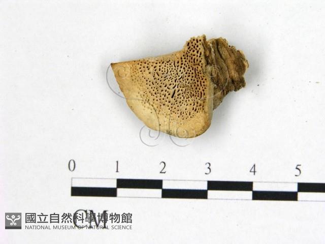 登錄號:F0006754藏品圖，第1張