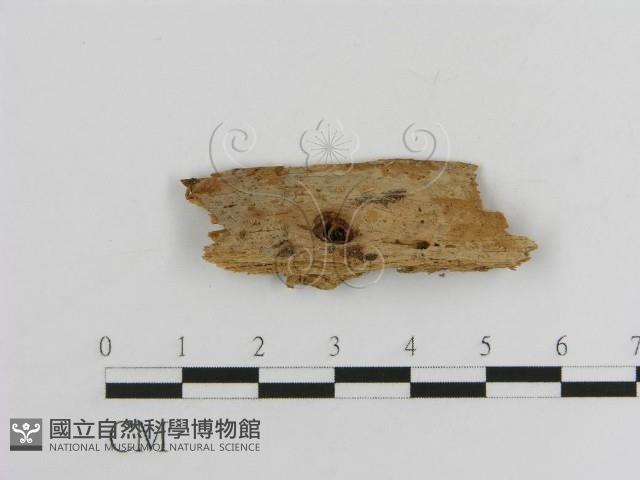 登錄號:F0016754藏品圖，第1張