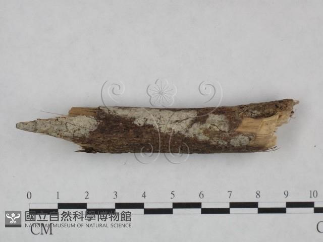 剛毛絲皮菌藏品圖，第1張
