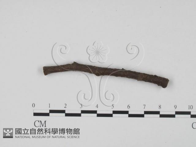 登錄號:F0011754藏品圖，第1張