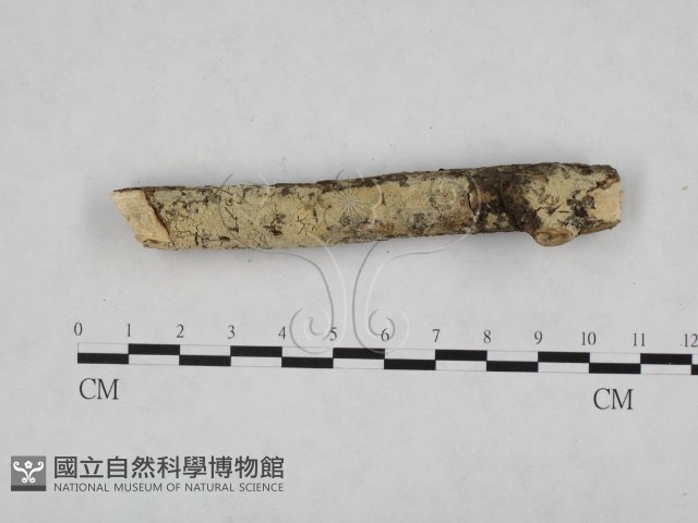 登錄號:F0024754藏品圖，第1張