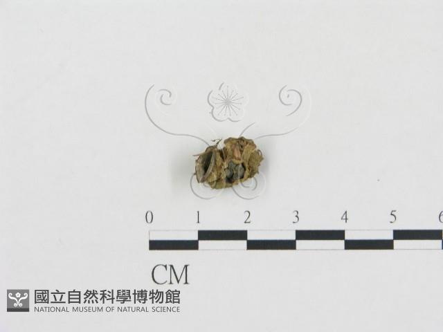 登錄號:F0004754藏品圖，第1張