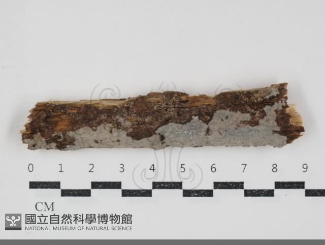 刺皮菌屬藏品圖，第1張