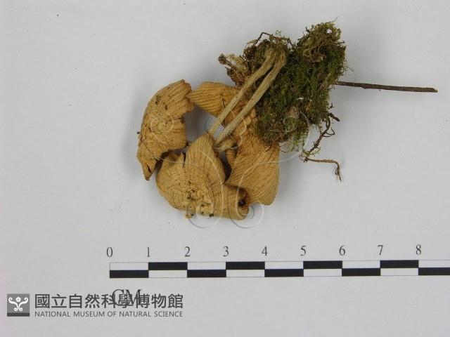 小菇屬藏品圖，第1張