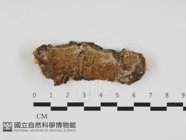 登錄號:F0032754藏品圖，第1張