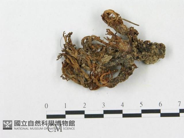 登錄號:F0007754藏品圖，第1張