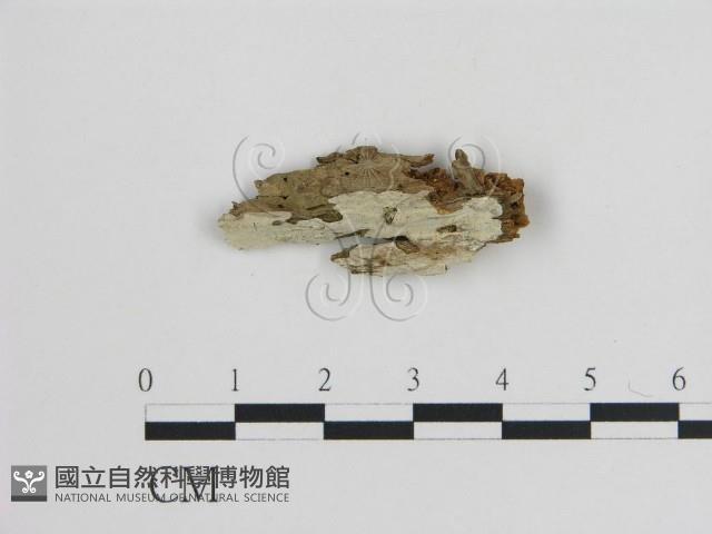 登錄號:F0017754藏品圖，第1張