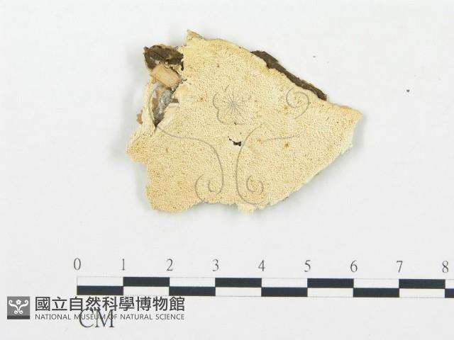 登錄號:F0005754藏品圖，第1張