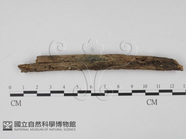 登錄號:F0009754藏品圖，第1張