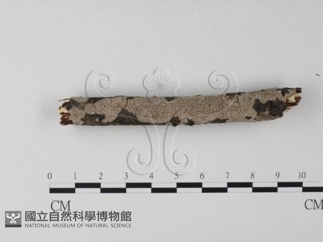 筍殼菌屬藏品圖，第1張