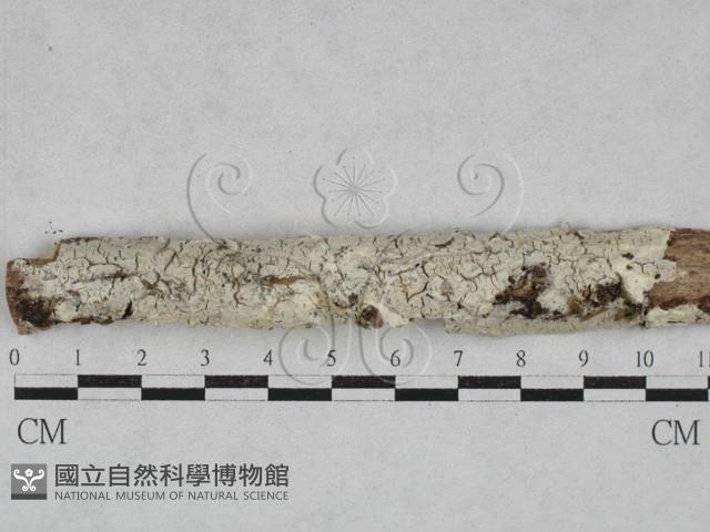 登錄號:F0028554藏品圖，第1張