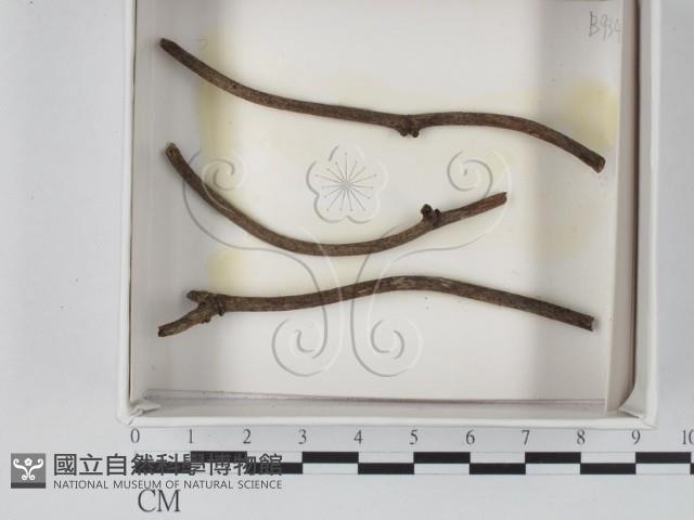 登錄號:F0020554藏品圖，第1張