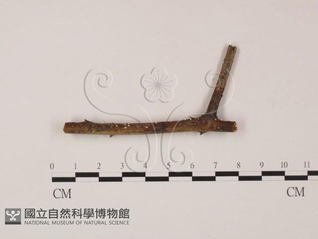 登錄號:F0000554藏品圖，第1張