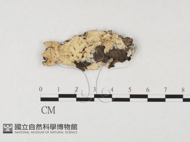 登錄號:F0026554藏品圖，第1張