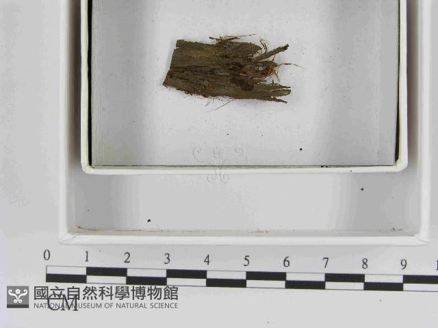 登錄號:F0021554藏品圖，第1張