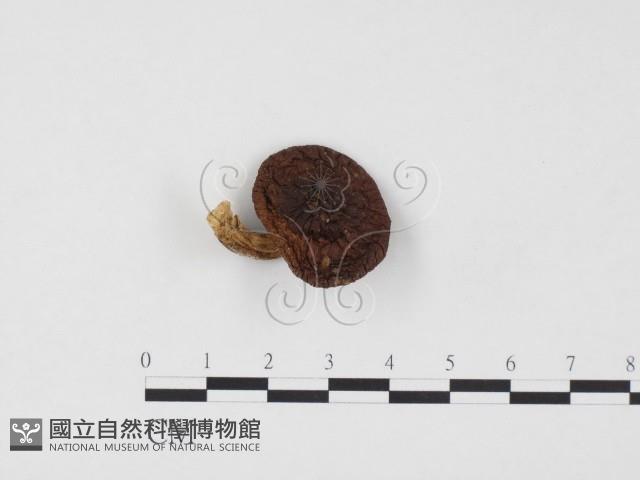 登錄號:F0024554藏品圖，第1張