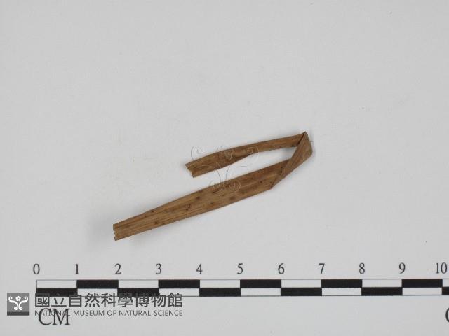 黑粉菌屬藏品圖，第1張