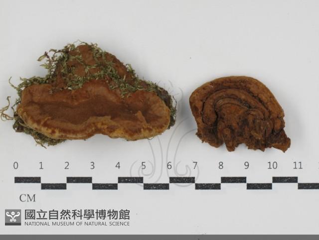 登錄號:F0034554藏品圖，第1張