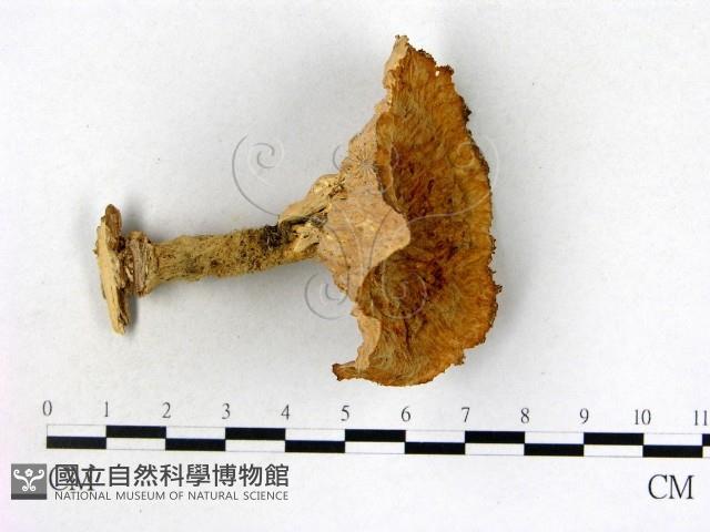 優雅波邊革菌藏品圖，第1張