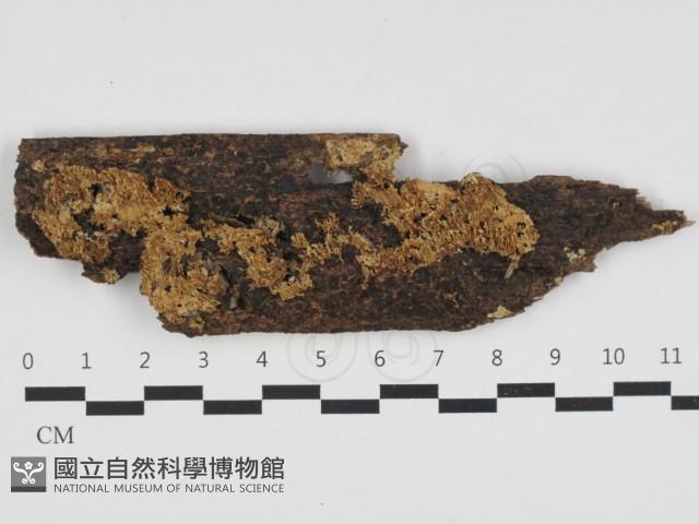 登錄號:F0032554藏品圖，第1張