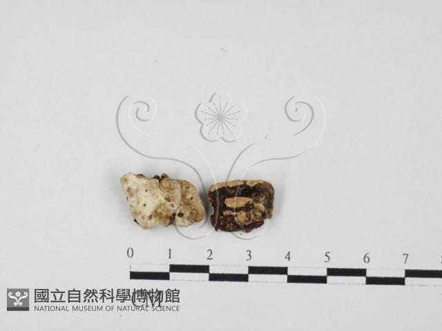 登錄號:F0027554藏品圖，第1張