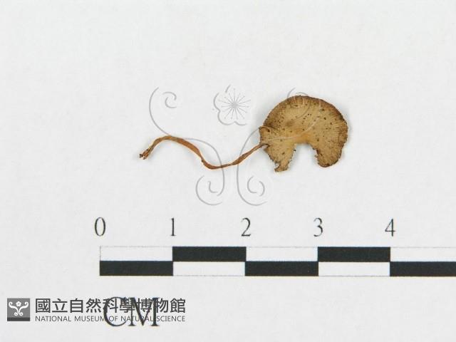 登錄號:F0007554藏品圖，第1張