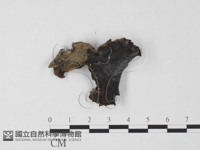 毛木耳藏品圖，第1張