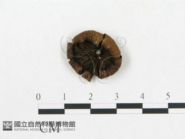 登錄號:F0005554藏品圖，第1張