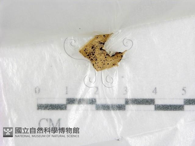 登錄號:F0015554藏品圖，第1張