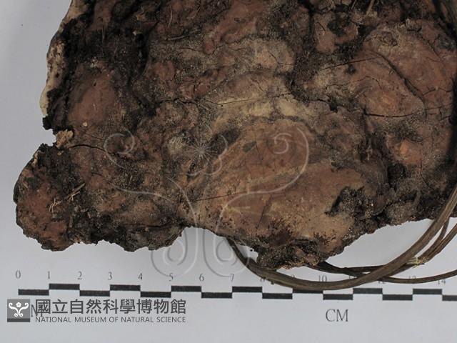 靈芝屬藏品圖，第1張