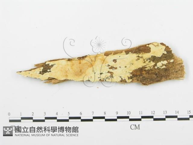 登錄號:F0009554藏品圖，第1張