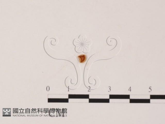 登錄號:F0019554藏品圖，第1張