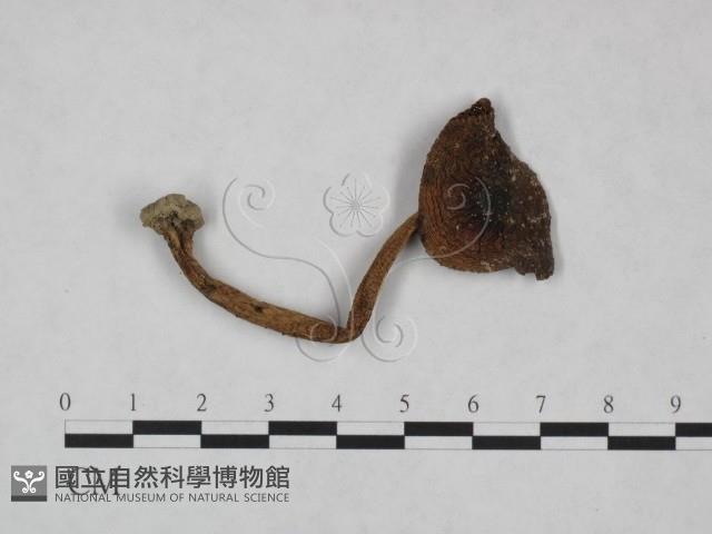 登錄號:F0023554藏品圖，第1張