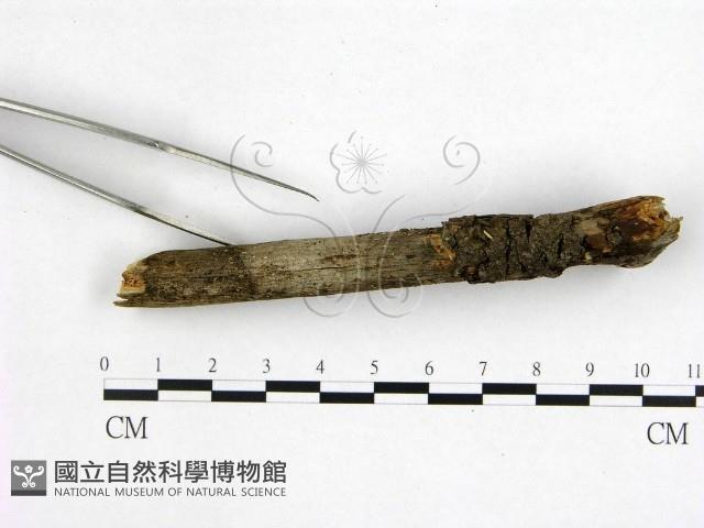 花耳屬藏品圖，第1張