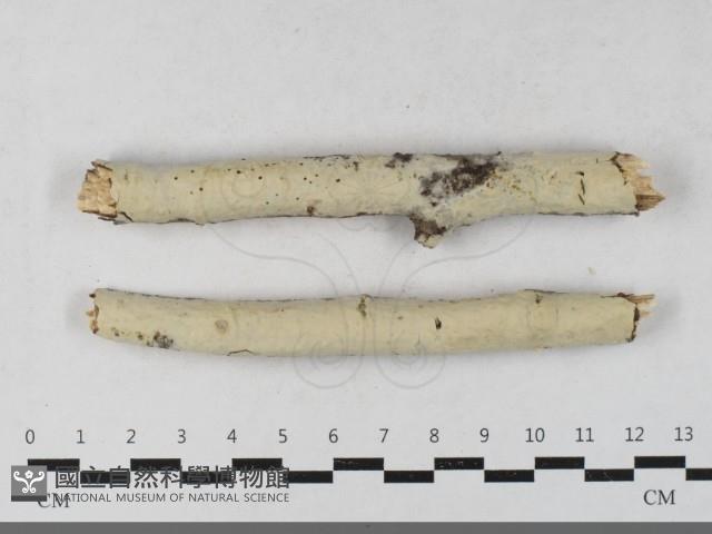 登錄號:F0033554藏品圖，第1張