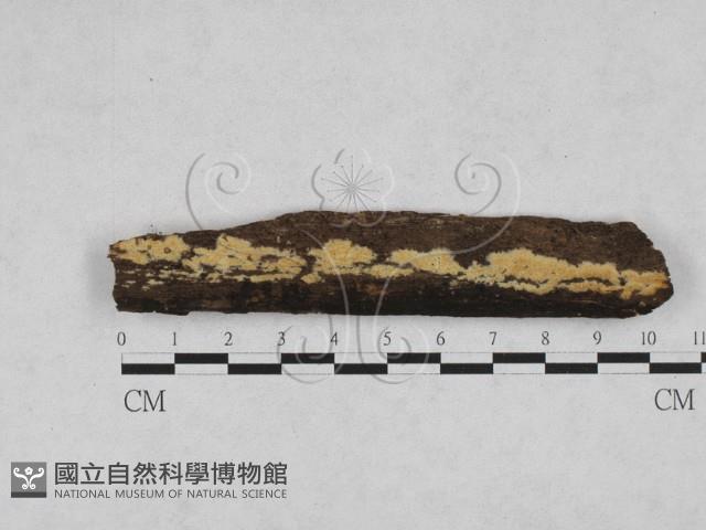 登錄號:F0028154藏品圖，第1張