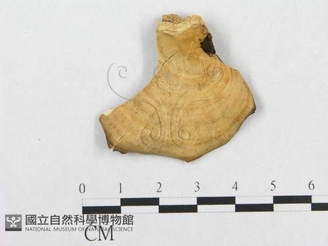 登錄號:F0008154藏品圖，第1張