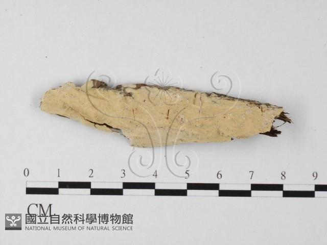 登錄號:F0020154藏品圖，第1張