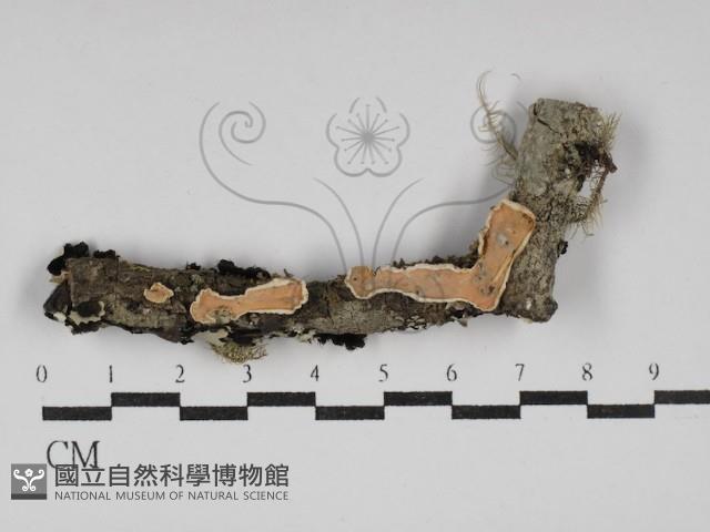 登錄號:F0030154藏品圖，第1張