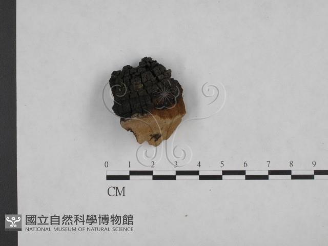 登錄號:F0006154藏品圖，第1張