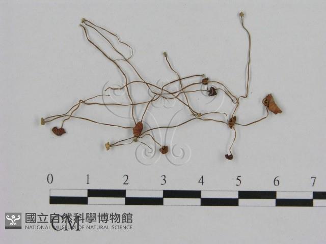 小皮傘屬藏品圖，第1張